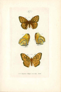 Kayser Hand Colored Engraving Brown Fritillary Butterfly KAY73