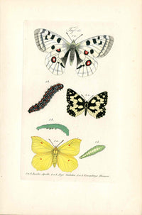 Kayser Hand Colored Engraving Apollo Butterfly KAY74
