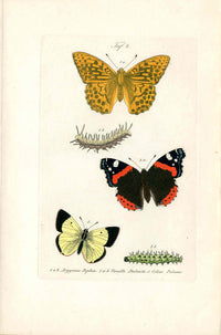 Kayser Hand Colored Engraving Red Admiral Butterfly KAY75