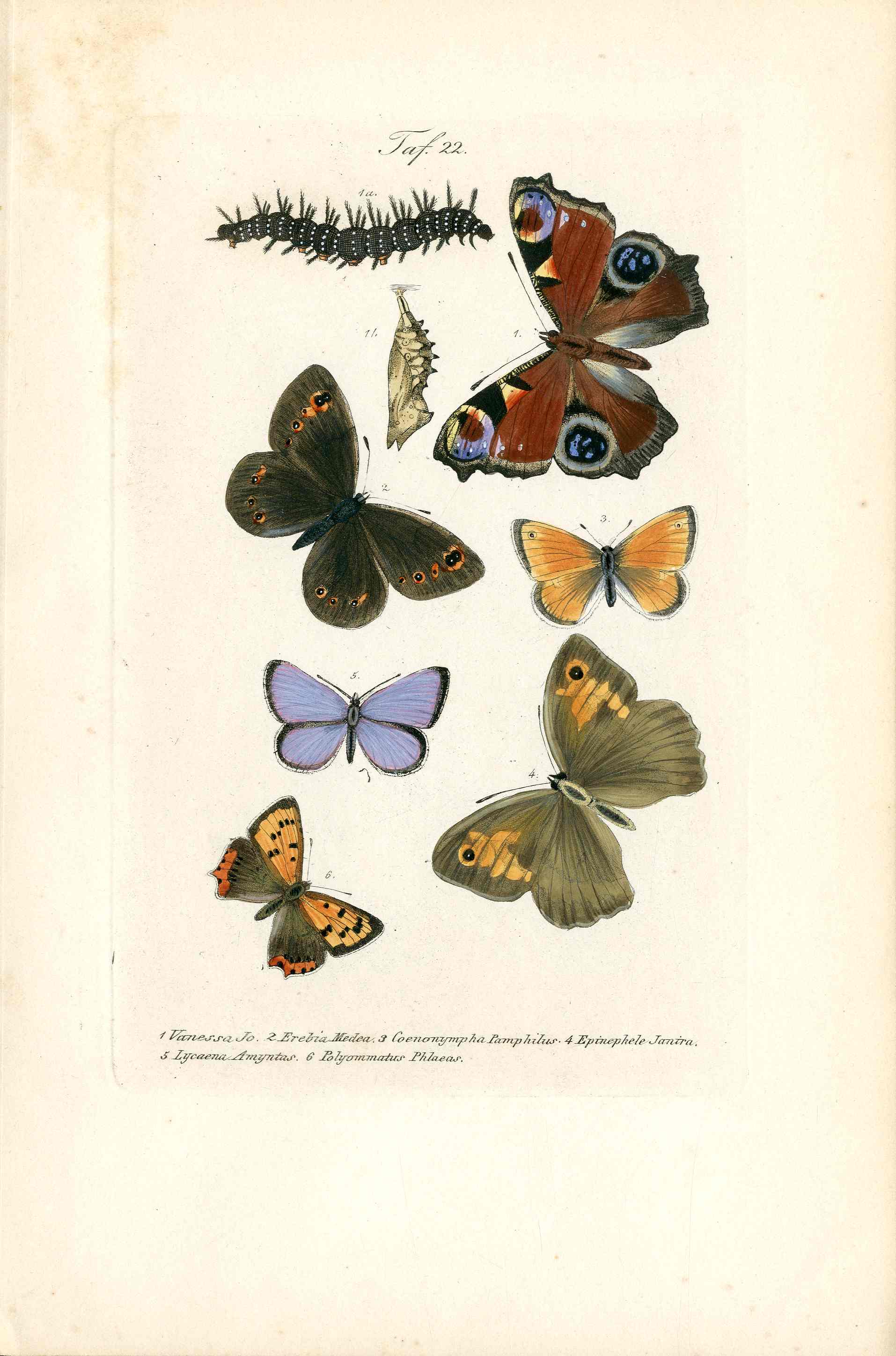 Kayser Hand Colored Engraving Peacock Butterfly KAY76