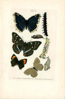 Kayser Hand Colored Engraving Camberwell Beauty Butterfly KAY77