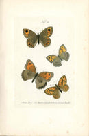 Kayser Hand Colored Engraving Wall Brown Butterfly KAY78