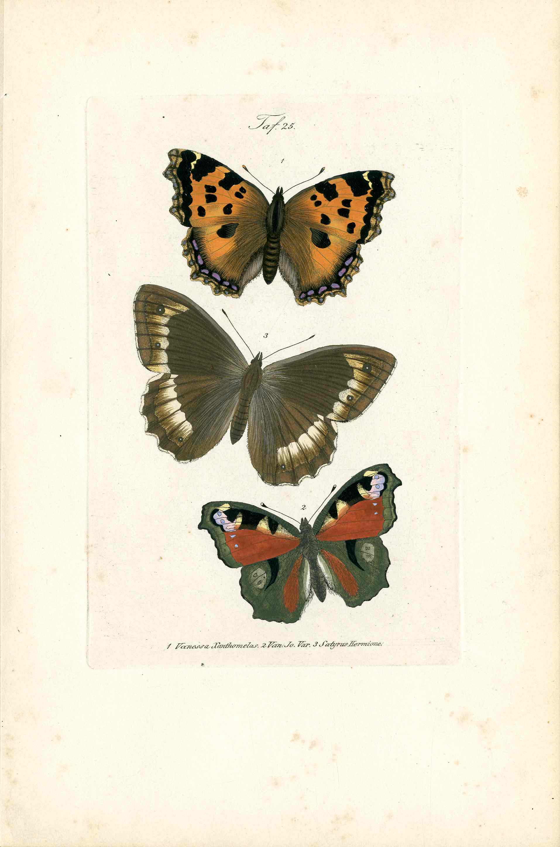 Kayser Hand Colored Engraving Scotch Argus Butterfly KAY79
