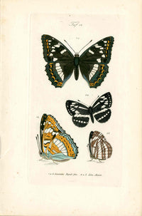 Kayser Hand Colored Engraving Poplar Admiral Butterfly KAY80