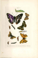 Kayser Hand Colored Engraving Purple Emperor Butterfly KAY81