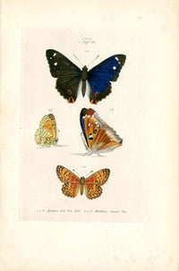 Kayser Hand Colored Engraving Glanville Fritillary Butterfly KAY82