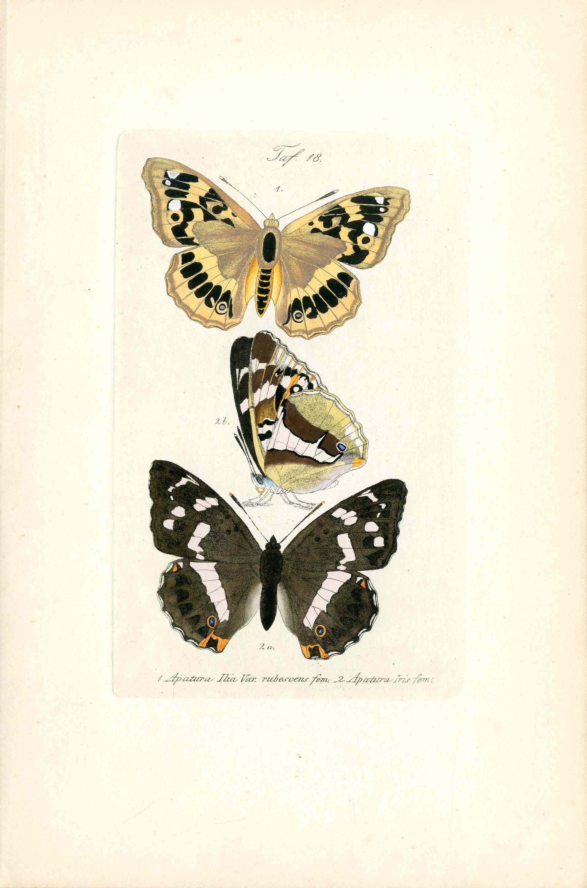 Kayser Hand Colored Engraving Fem. Purple Emperor Butterfly KAY83