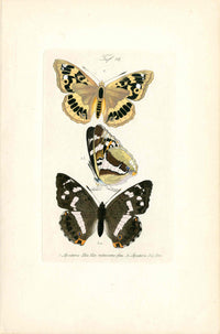 Kayser Hand Colored Engraving Fem. Purple Emperor Butterfly KAY83