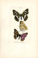 Kayser Hand Colored Engraving Apatura Ilia Butterfly KAY84
