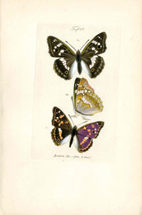 Kayser Hand Colored Engraving Apatura Ilia Butterfly KAY84