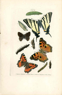 Kayser Hand Colored Engraving Scarce Swallowtail Butterfly KAY85