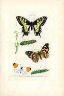 Kayser Hand Colored Engraving Painted Lady Butterfly KAY86