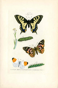 Kayser Hand Colored Engraving Painted Lady Butterfly KAY86