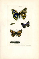 Kayser Hand Colored Engraving Purple Hairstreak Butterfly KAY87