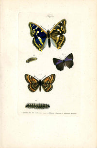 Kayser Hand Colored Engraving Purple Hairstreak Butterfly KAY87