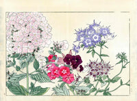 Konan Tanigami Western Flowers Red Blue Phlox - Panteek Antique Prints