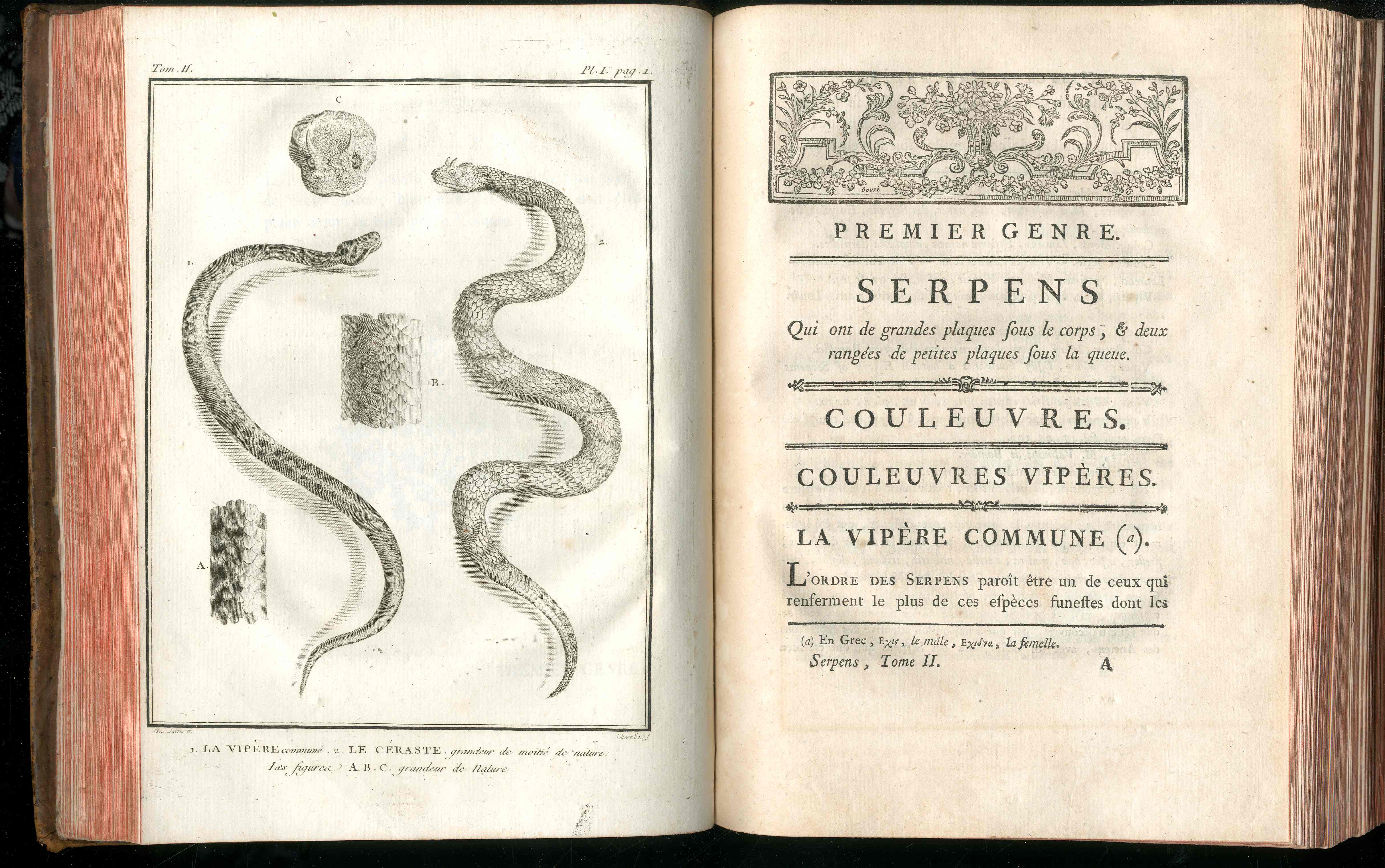 Histoire Naturelle  Des Serpens Conte De La Cepede, Cobra,Vipers, Fer de Lance Snakes - Panteek Antique Prints