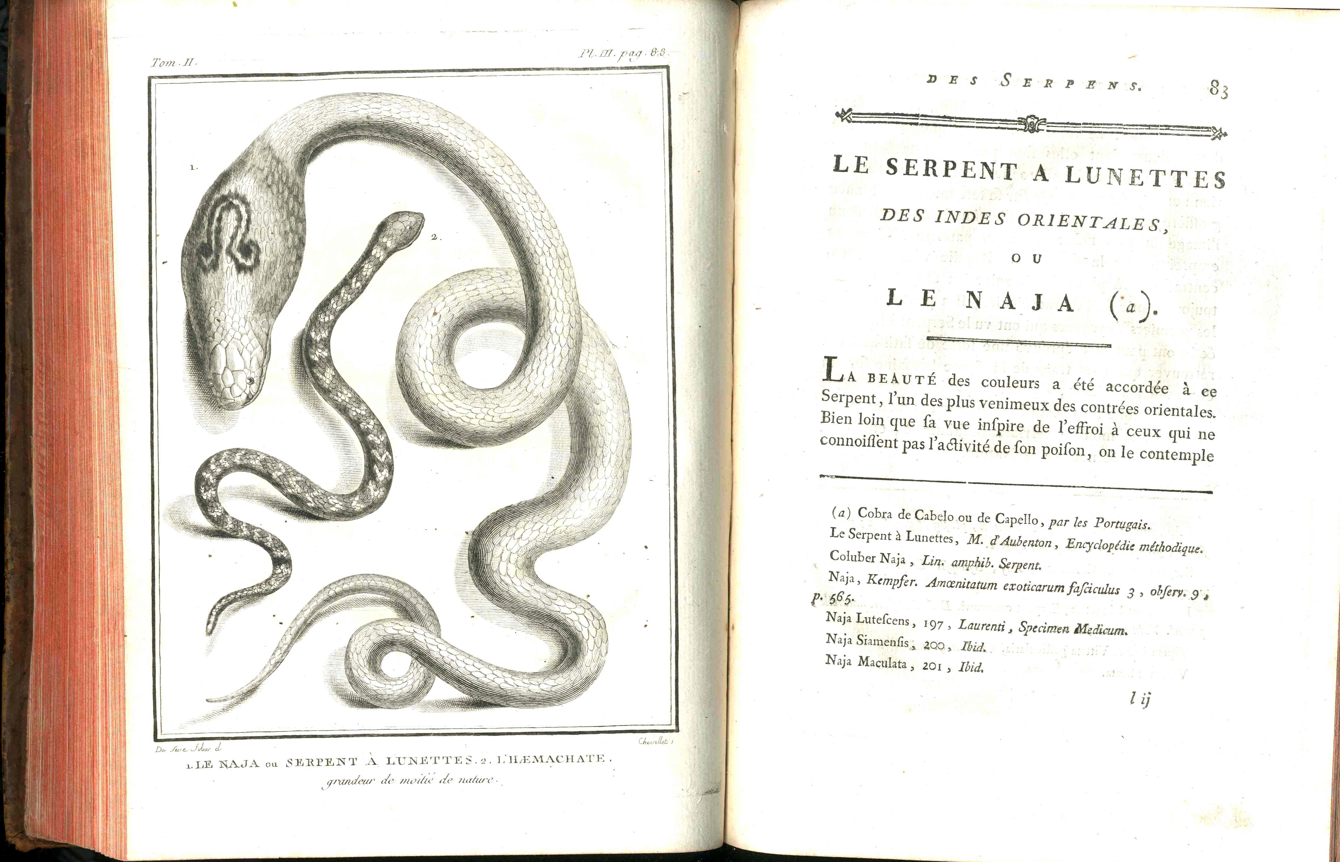 Histoire Naturelle  Des Serpens Conte De La Cepede, Cobra,Vipers, Fer de Lance Snakes - Panteek Antique Prints