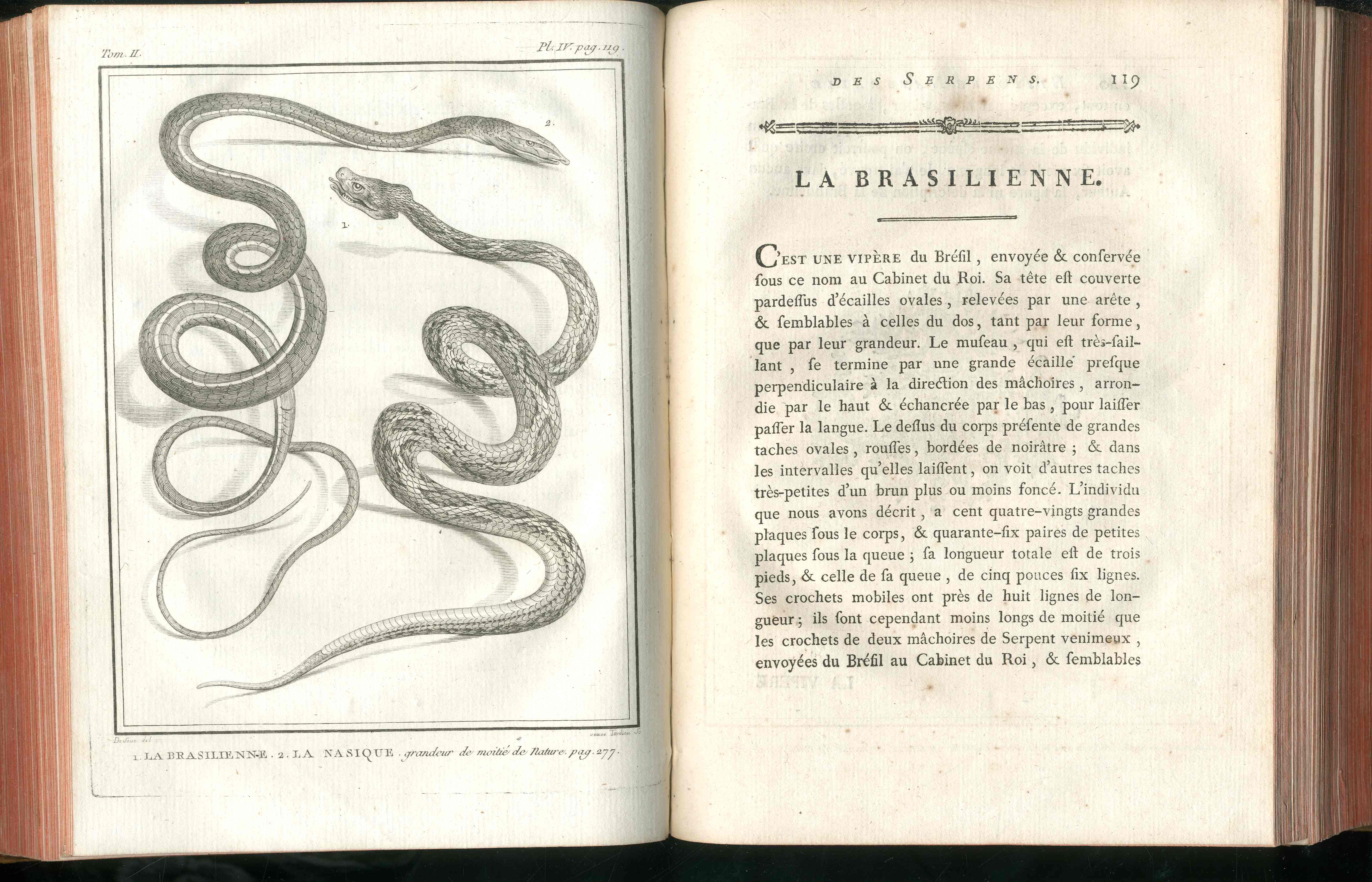 Histoire Naturelle  Des Serpens Conte De La Cepede, Cobra,Vipers, Fer de Lance Snakes - Panteek Antique Prints