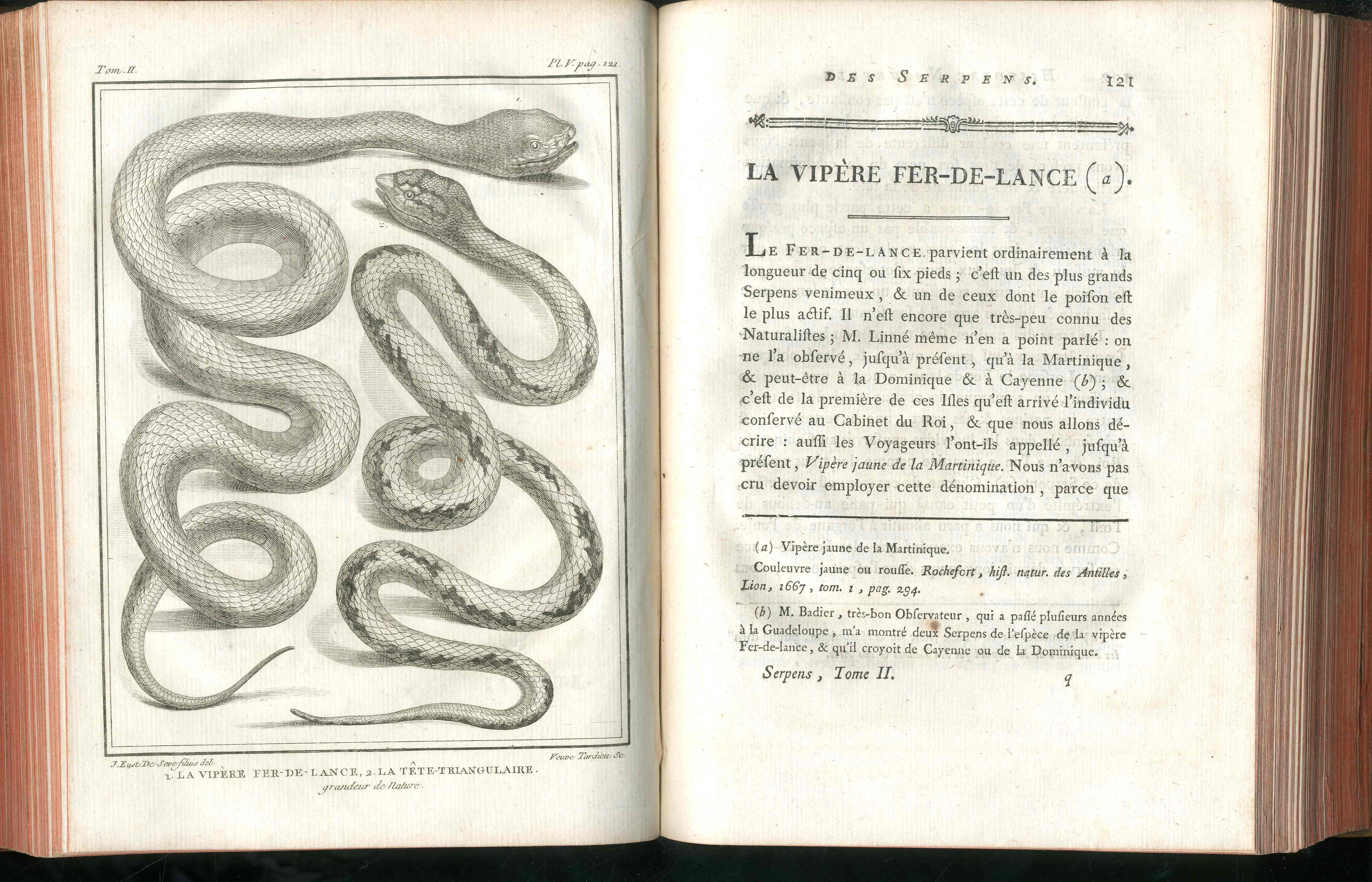 Histoire Naturelle  Des Serpens Conte De La Cepede, Cobra,Vipers, Fer de Lance Snakes - Panteek Antique Prints