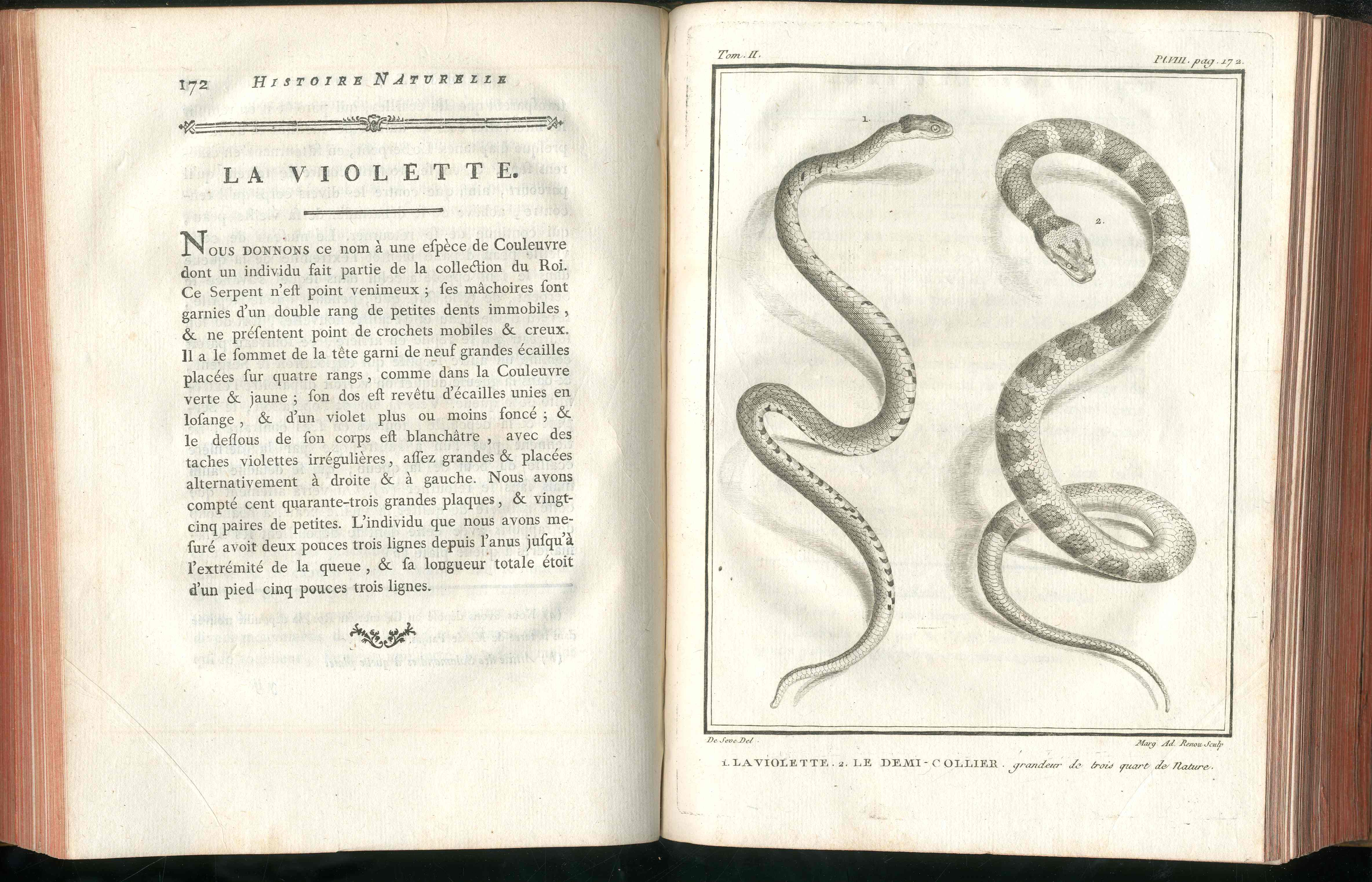 Histoire Naturelle  Des Serpens Conte De La Cepede, Cobra,Vipers, Fer de Lance Snakes - Panteek Antique Prints
