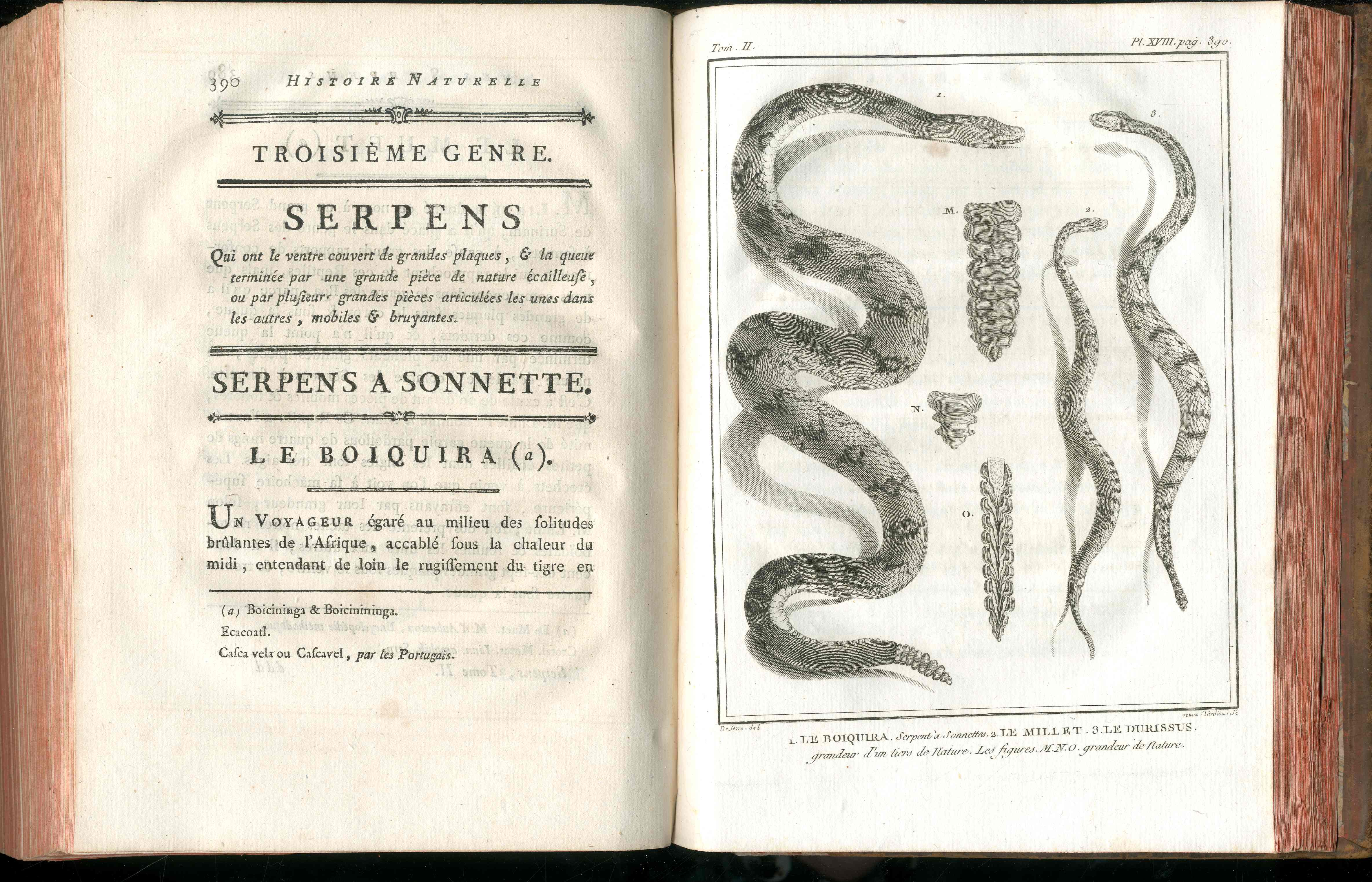 Histoire Naturelle  Des Serpens Conte De La Cepede, Cobra,Vipers, Fer de Lance Snakes - Panteek Antique Prints
