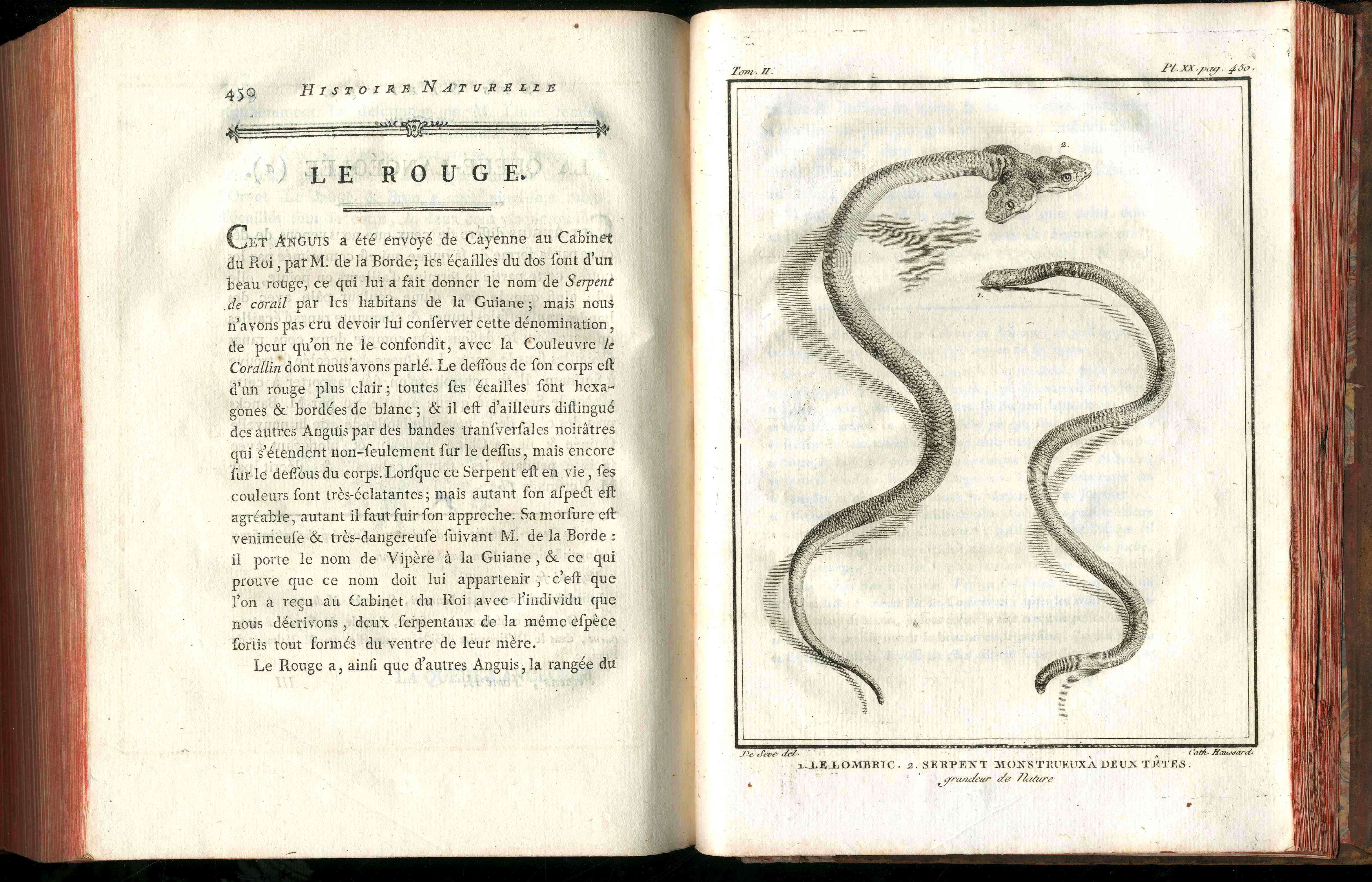 Histoire Naturelle  Des Serpens Conte De La Cepede, Cobra,Vipers, Fer de Lance Snakes - Panteek Antique Prints