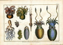 Lamarck Antique Print Sea Life Octopus, Squid, Cuttlefish - Panteek Antique Prints