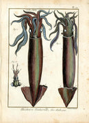 Lamarck Antique Print Sea Creature Squid - Panteek Antique Prints