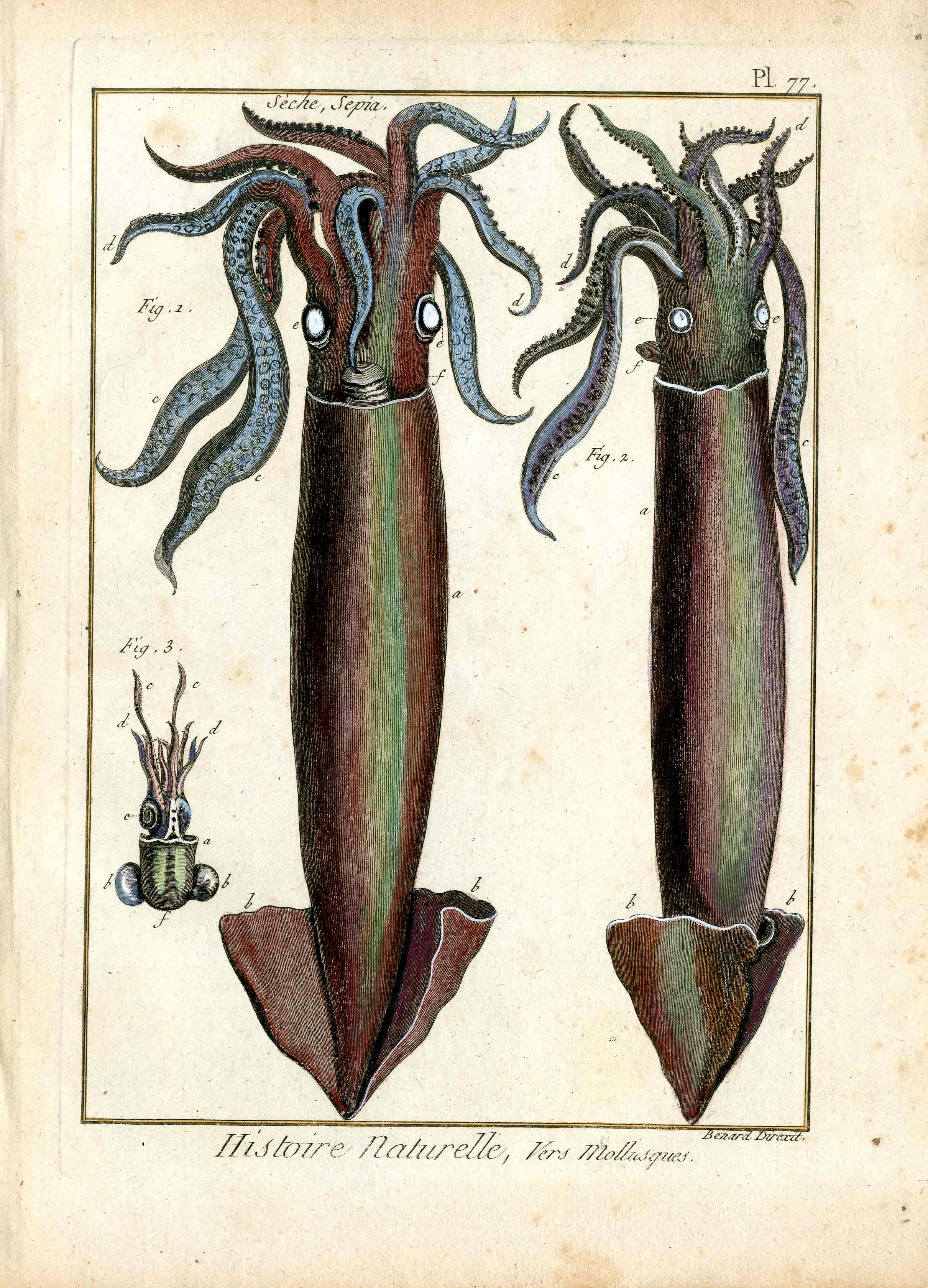 Lamarck Antique Print Sea Creature Squid