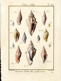 Lamarck Antique 14 Volute Shells 1782 - Panteek Antique Prints