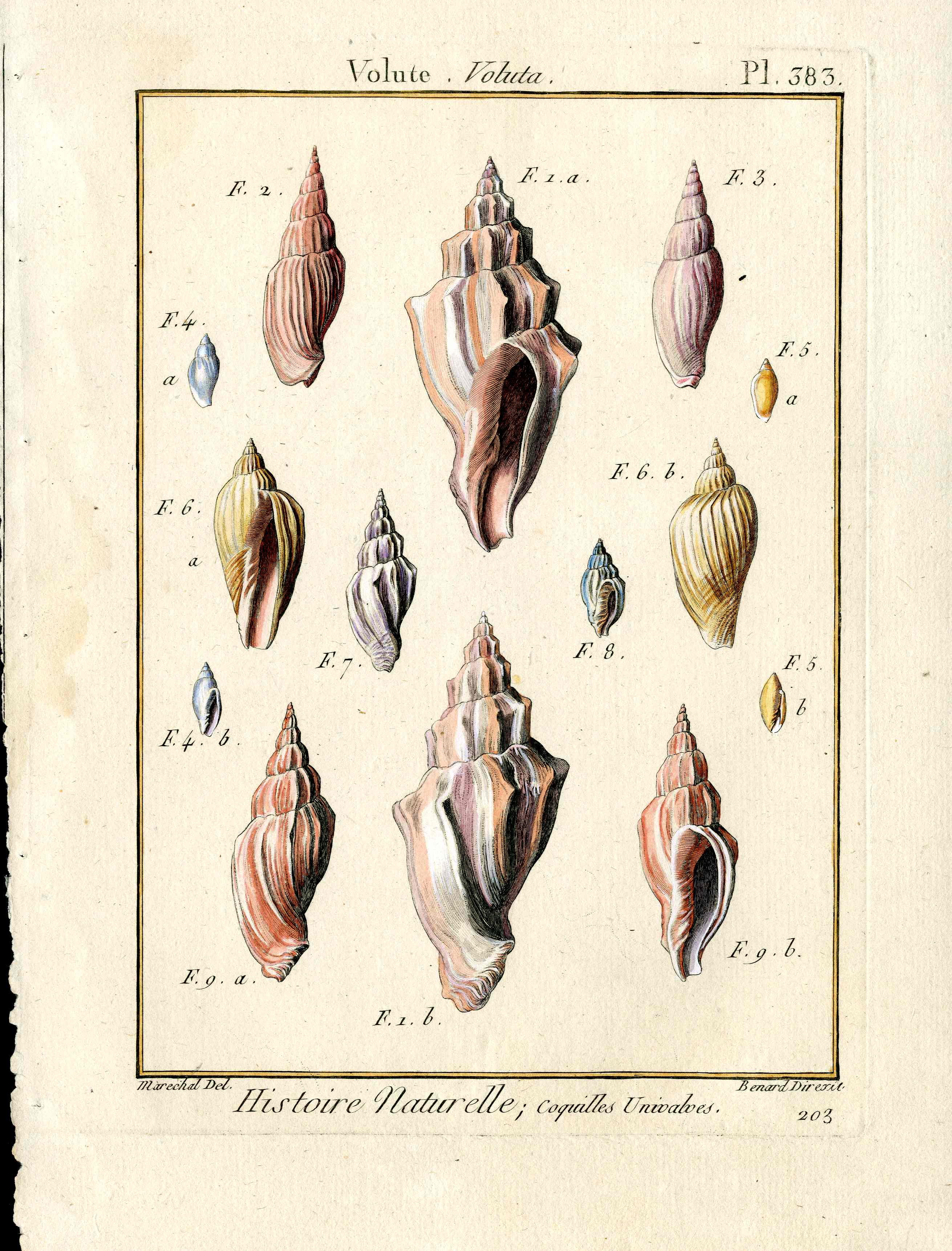 Lamarck Antique 14 Volute Shells 1782