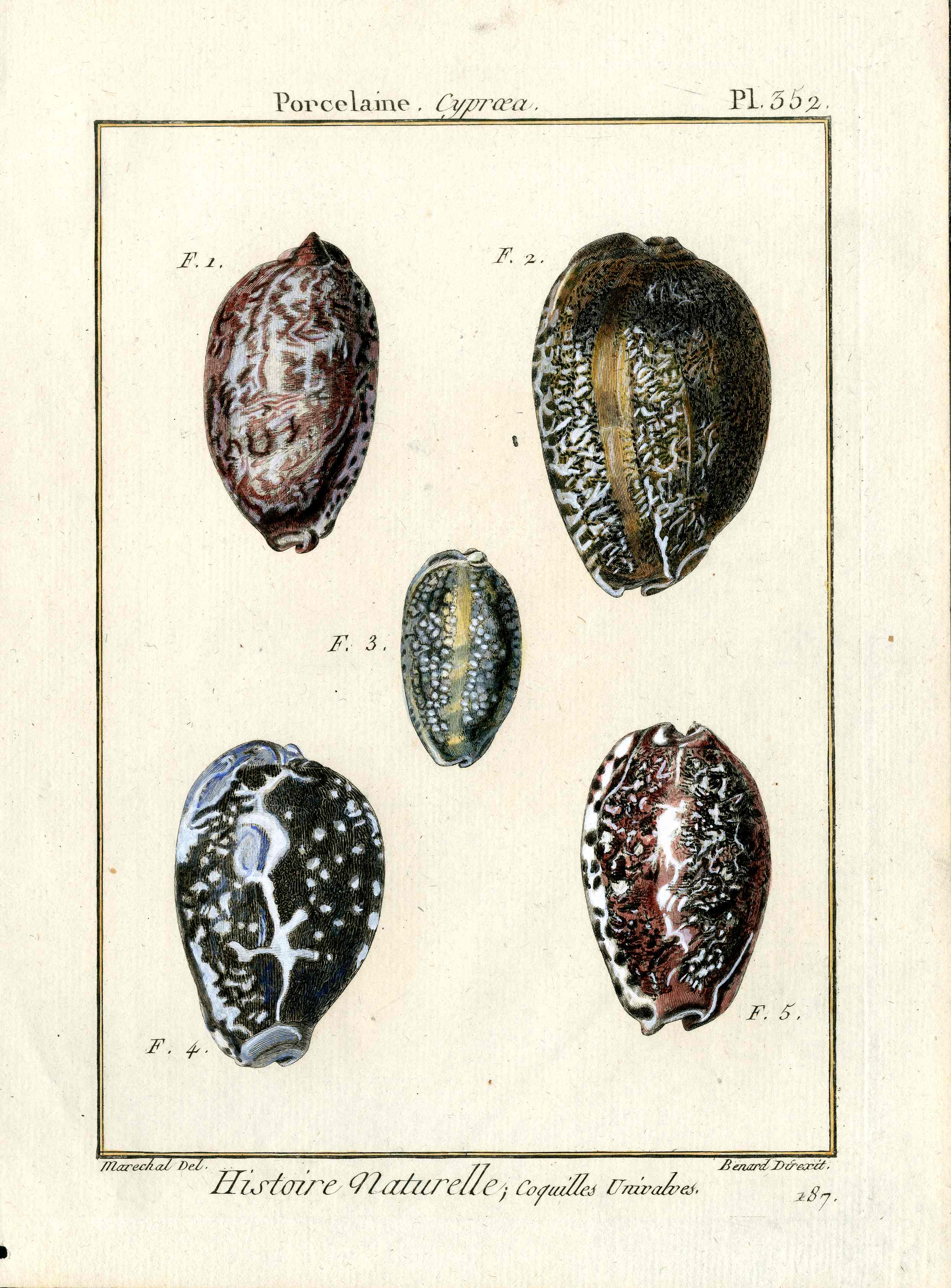 Lamarck Antique Porcelaine Shells 1782