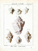 Lamarck Antique Turbinella Shells 1782 - Panteek Antique Prints