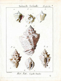 Lamarck Antique Turbinella Shells 1782 - Panteek Antique Prints