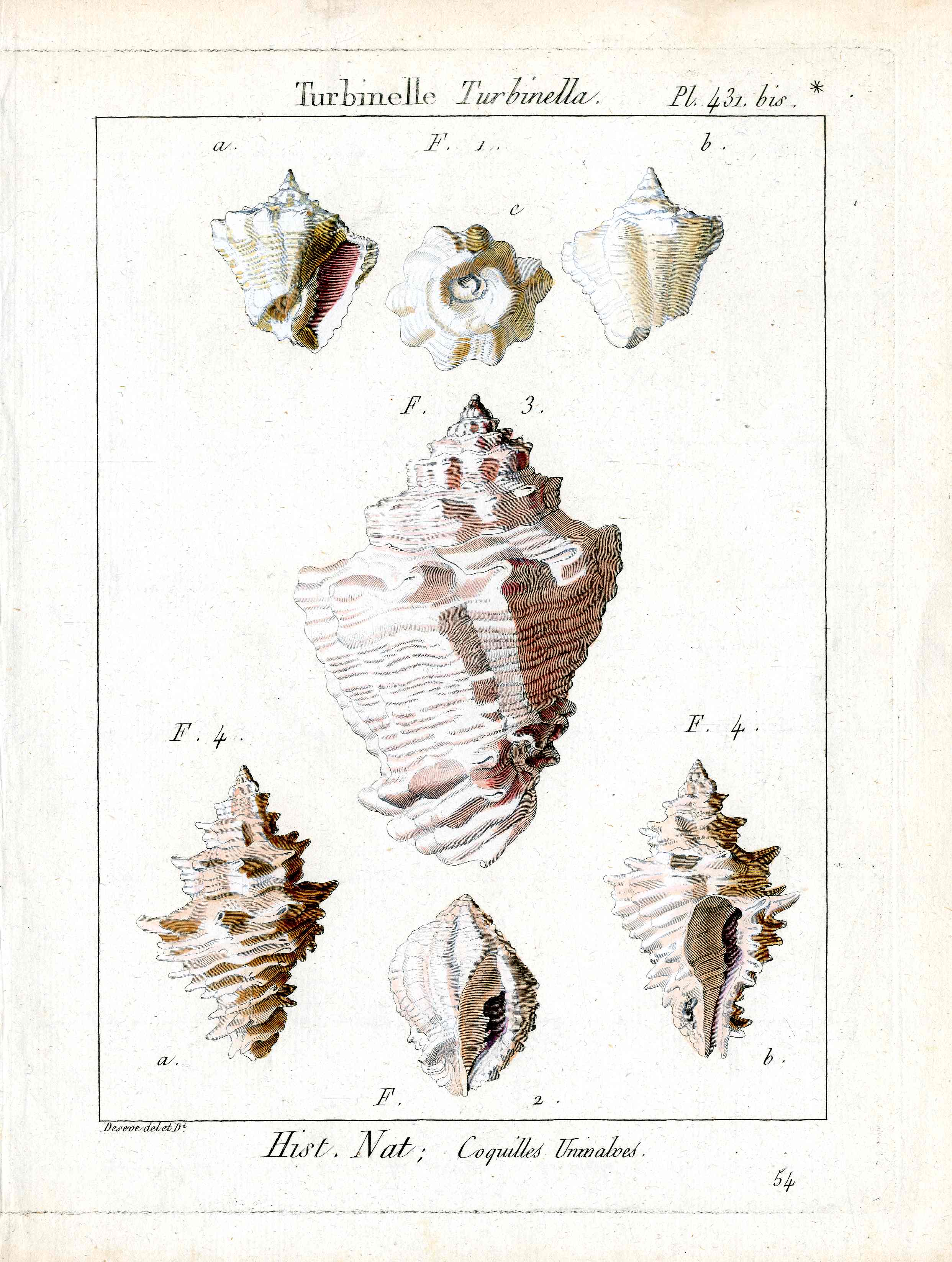 Lamarck Antique Turbinella Shells 1782