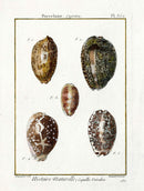 Lamarck Antique Arabian Cowrie Shells 1782 - Panteek Antique Prints