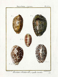 Lamarck Antique Arabian Cowrie Shells 1782 - Panteek Antique Prints