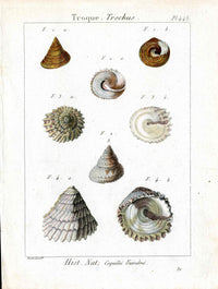 Lamarck Antique Trochus Shells 1782 - Panteek Antique Prints