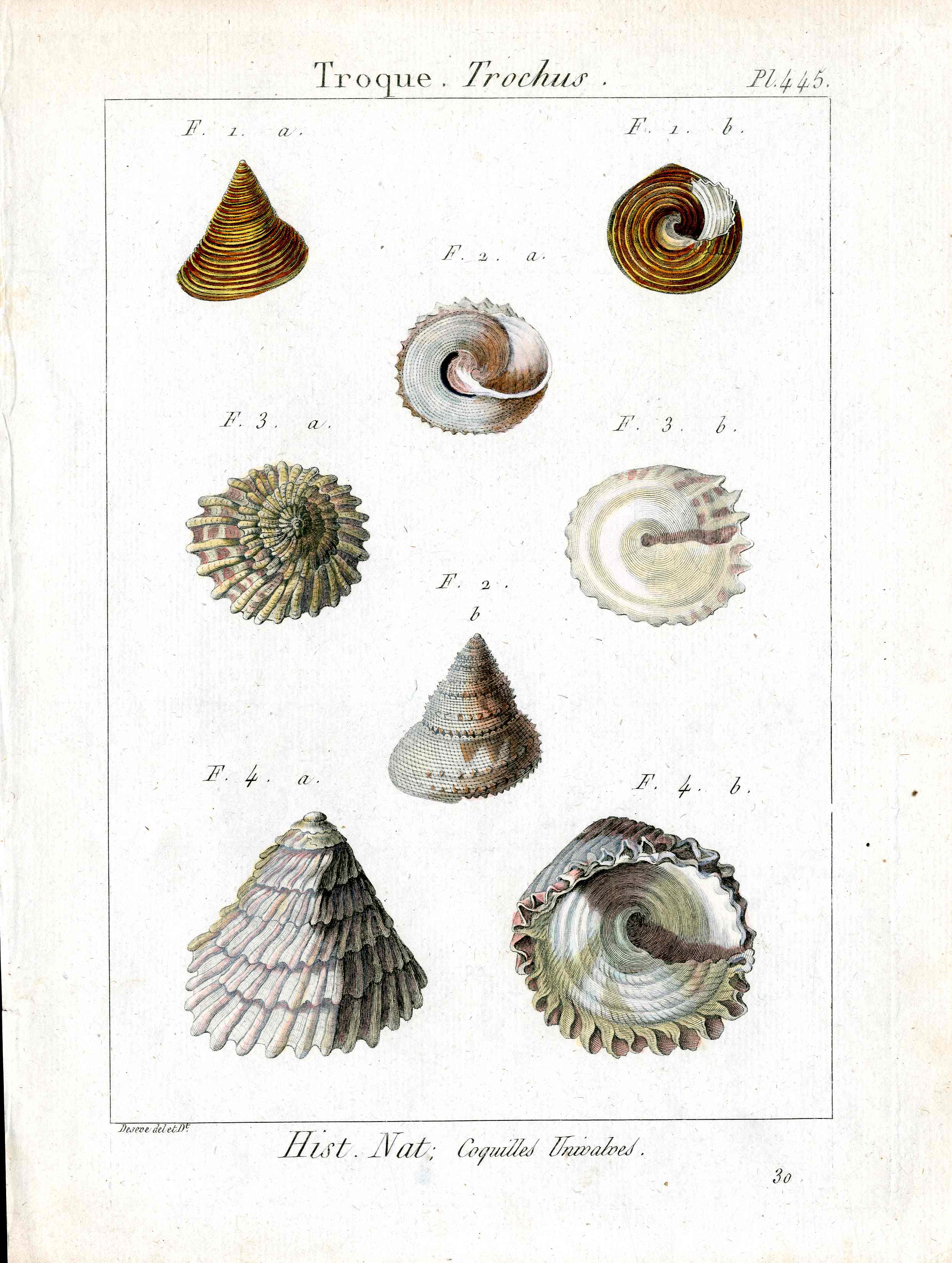 Lamarck Antique Trochus Shells 1782