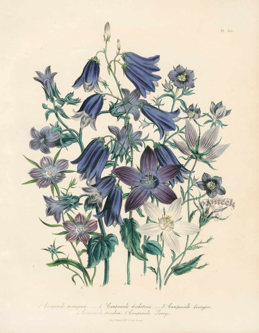 Loudon 1840 Antique Botanical Print Blue Campanula