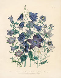 Loudon 1840 Antique Botanical Print Blue Campanula - Panteek Antique Prints