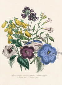 Loudon 1840 Slipper Flower, Achimenes Print - Panteek Antique Prints
