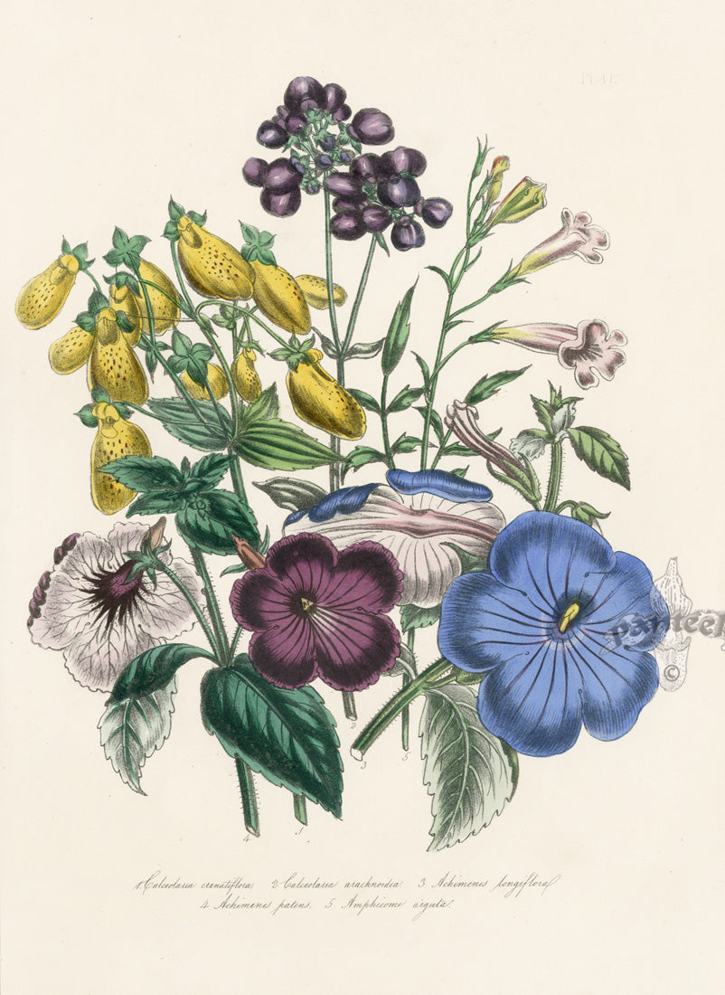 Loudon 1840 Slipper Flower, Achimenes Print - Panteek Antique Prints