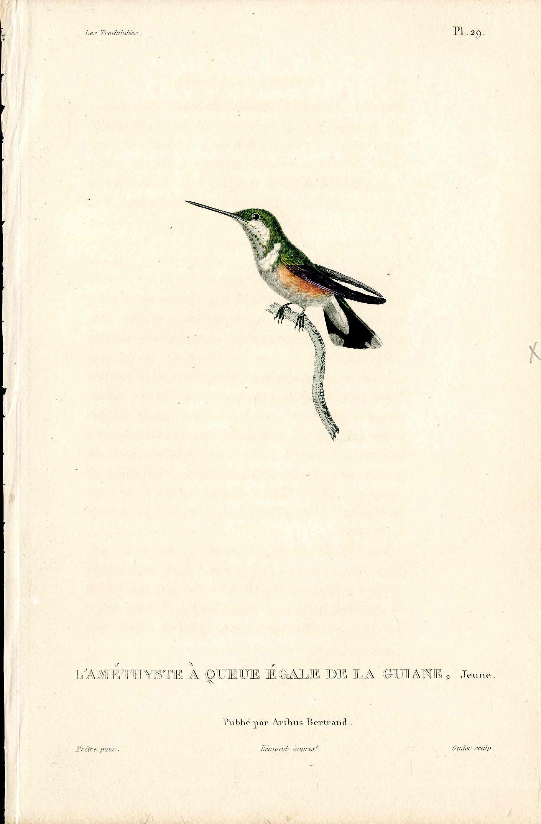 Lesson Hummingbird L'Améthyste Jeune LHB1