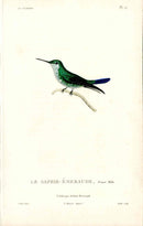 Lesson Hummingbird Saphir-Émeraude LHB3