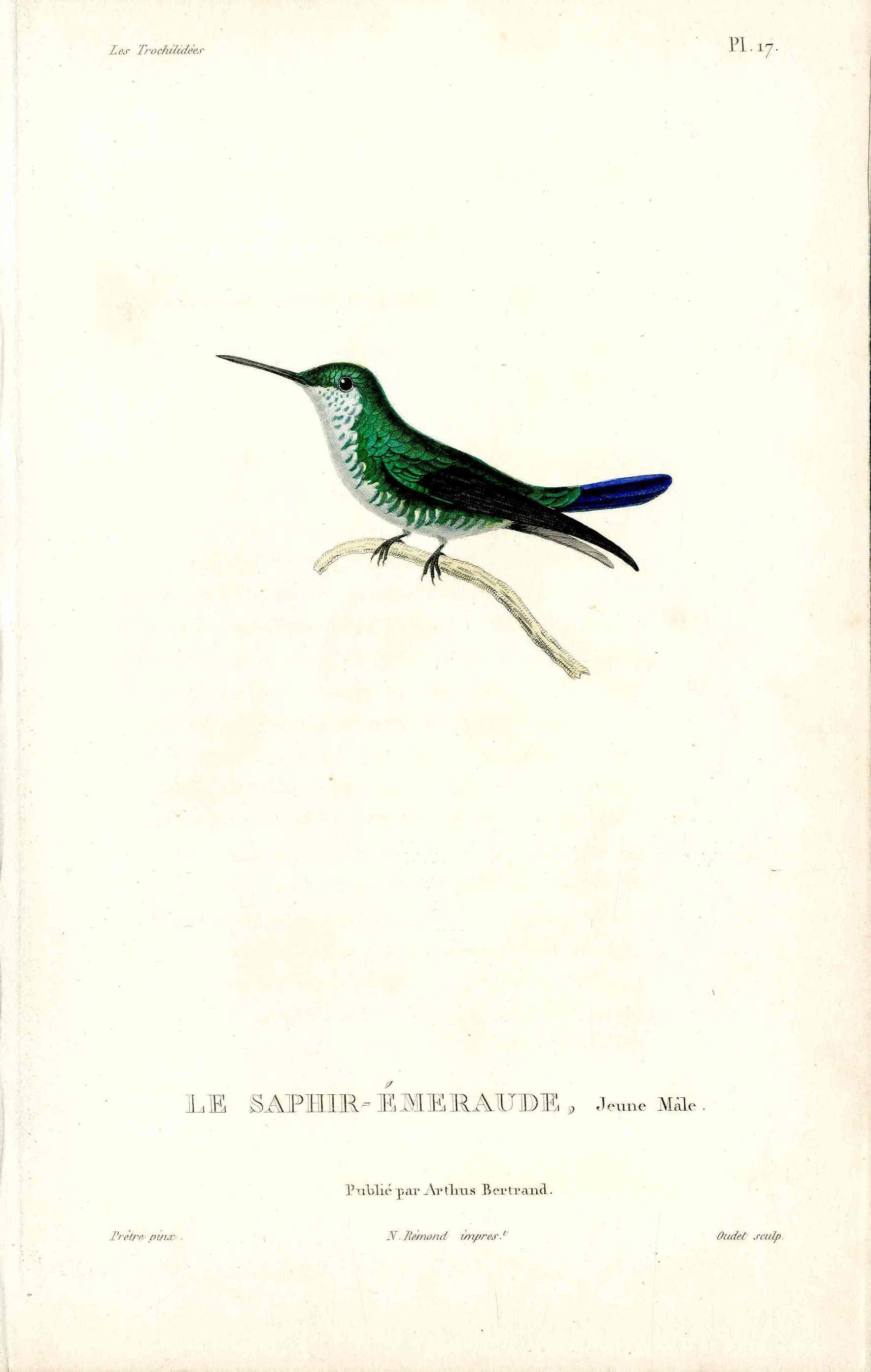 Lesson Hummingbird Saphir-Émeraude LHB3