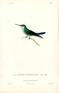 Lesson Hummingbird Saphir-Émeraude LHB3
