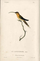 Lesson Hummingbird Le Longuemare, Adulte LHB9