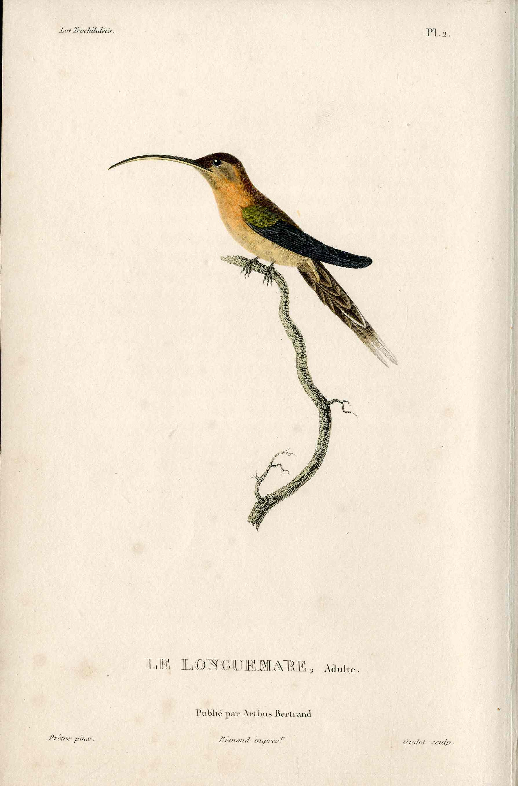 Lesson Hummingbird Le Longuemare, Adulte LHB9